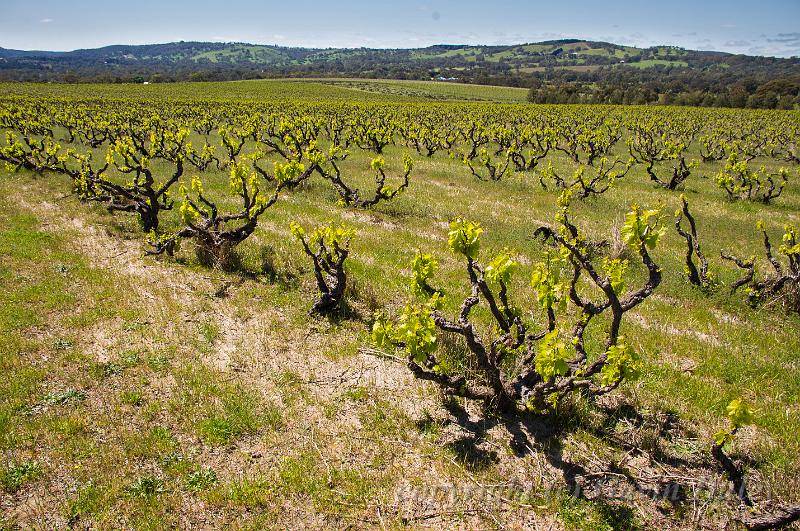 High Sands Vineyard, Yangarra IMGP7432.jpg